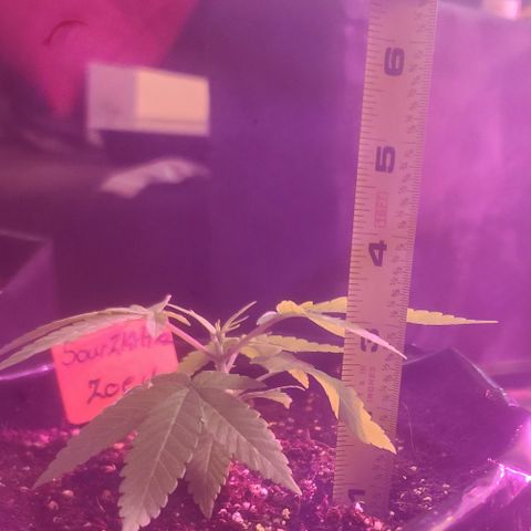 Zoey growlog timeline photo