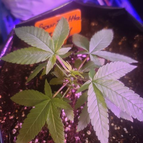 Zoey growlog timeline photo