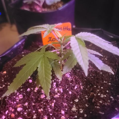 Zoey growlog timeline photo