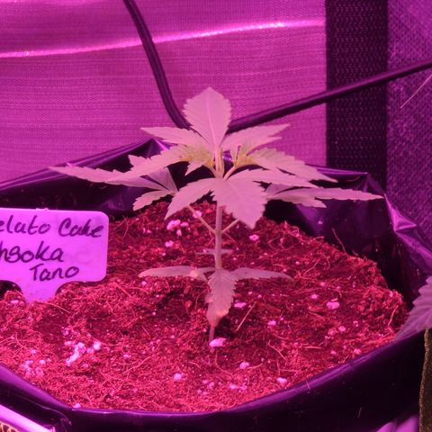 Ashoka Tano ( Snips) growlog timeline photo
