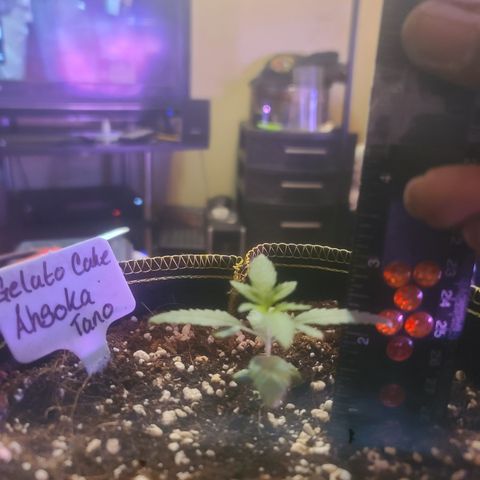 Ashoka Tano ( Snips) growlog timeline photo