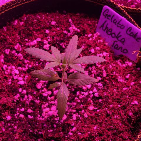 Ashoka Tano ( Snips) growlog timeline photo