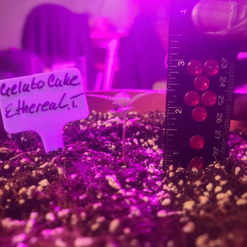 Ethereal T growlog timeline photo