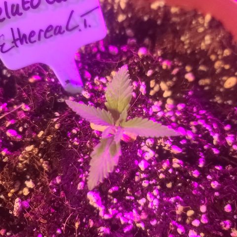 Ethereal T growlog timeline photo