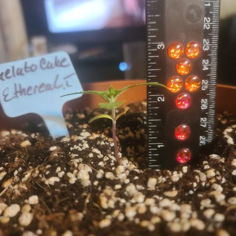 Ethereal T growlog timeline photo