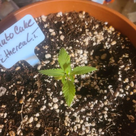 Ethereal T growlog timeline photo