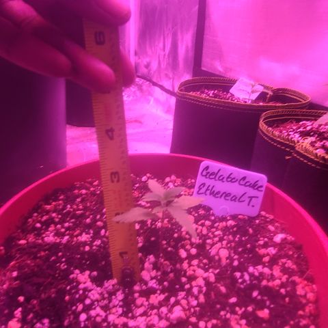 Ethereal T growlog timeline photo