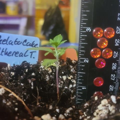Ethereal T growlog timeline photo