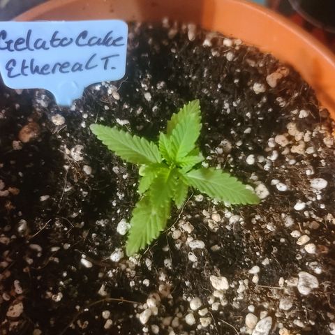Ethereal T growlog timeline photo