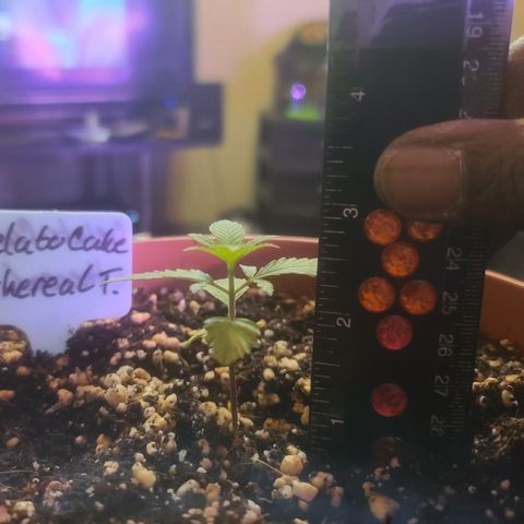 Ethereal T growlog timeline photo