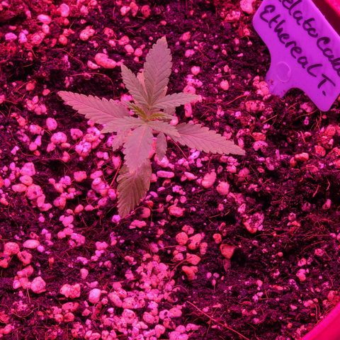 Ethereal T growlog timeline photo