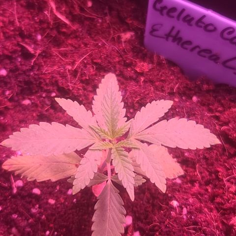 Ethereal T growlog timeline photo