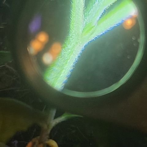 Ethereal T growlog timeline photo