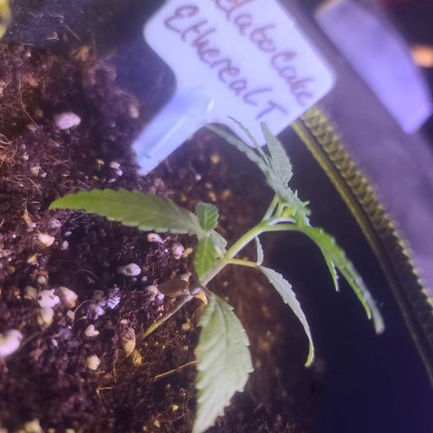 Ethereal T growlog timeline photo