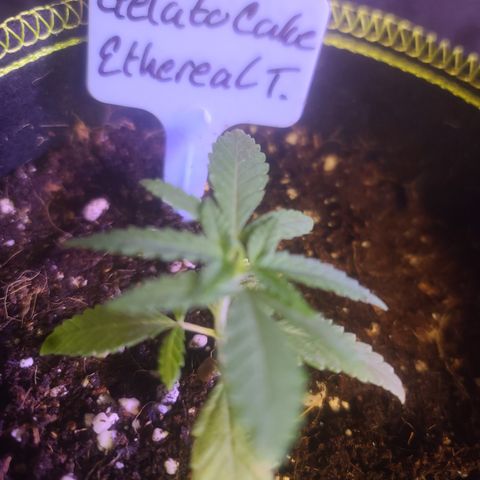 Ethereal T growlog timeline photo