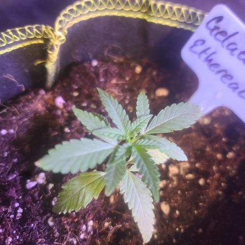 Ethereal T growlog timeline photo