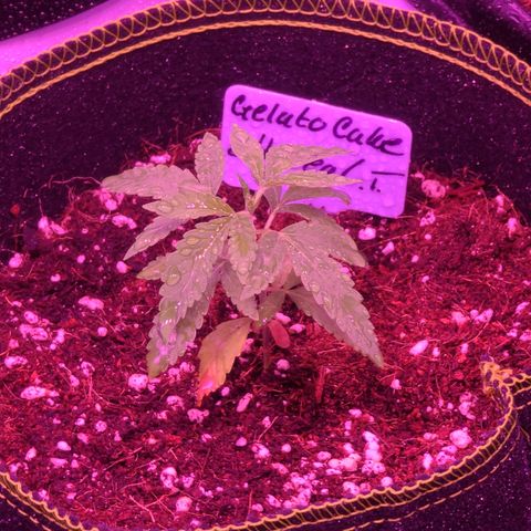 Ethereal T growlog timeline photo