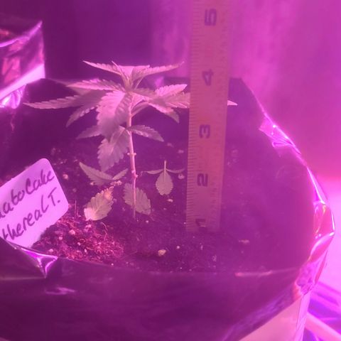 Ethereal T growlog timeline photo