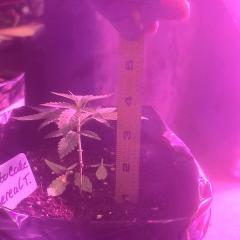 Ethereal T growlog timeline photo