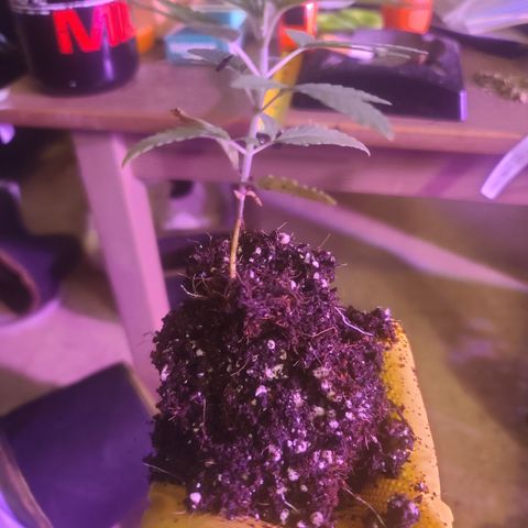 Ethereal T growlog timeline photo