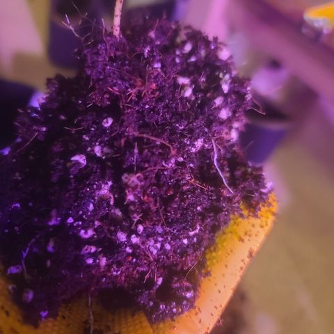 Ethereal T growlog timeline photo