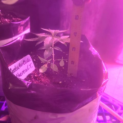Ethereal T growlog timeline photo