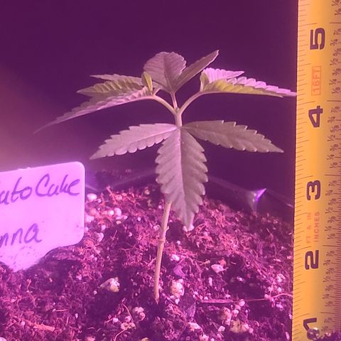 Vanna growlog timeline photo