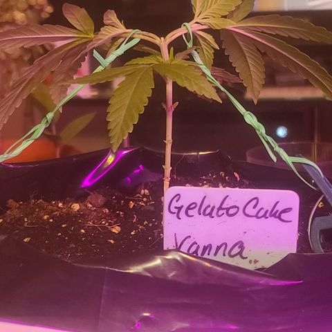 Vanna growlog timeline photo