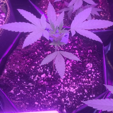 Vanna growlog timeline photo