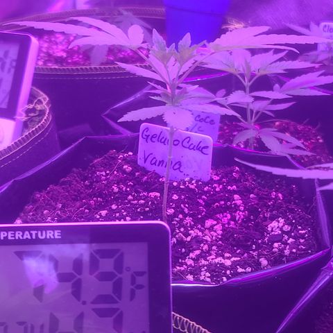 Vanna growlog timeline photo