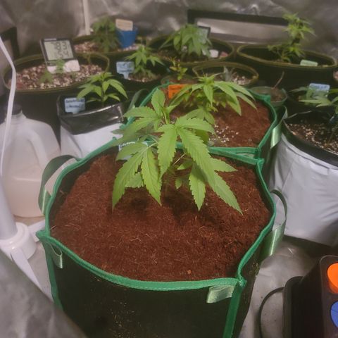 Ashoka Tano ( Snips) growlog timeline photo