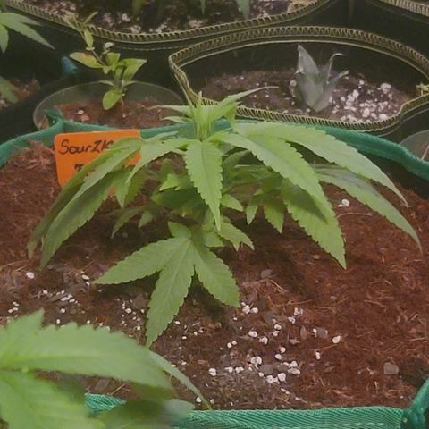 Zoey growlog timeline photo