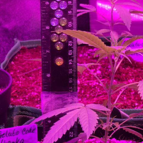 Ashoka Tano ( Snips) growlog timeline photo