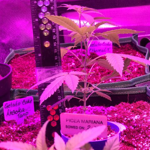 Ashoka Tano ( Snips) growlog timeline photo