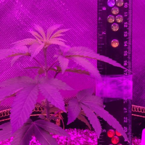 Patrice growlog timeline photo