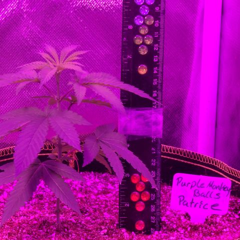 Patrice growlog timeline photo