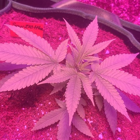 Zoey growlog timeline photo