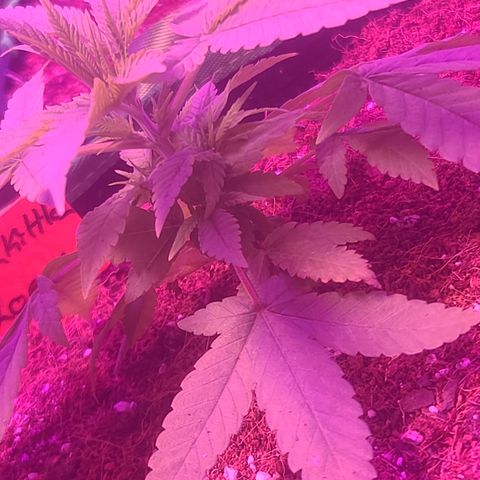 Zoey growlog timeline photo