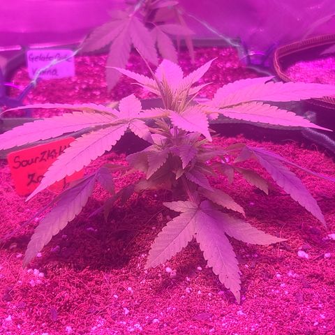 Zoey growlog timeline photo