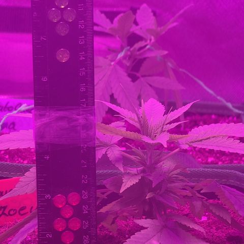 Zoey growlog timeline photo