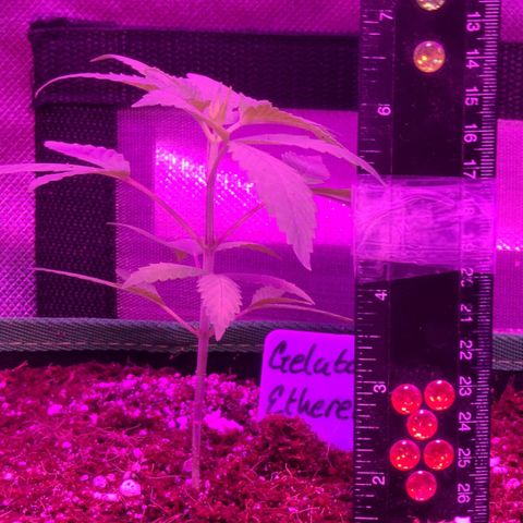 Ethereal T growlog timeline photo