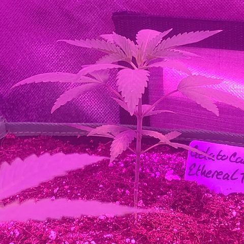 Ethereal T growlog timeline photo