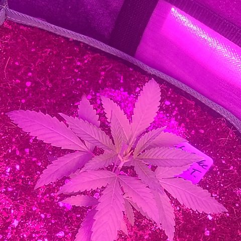 Ethereal T growlog timeline photo