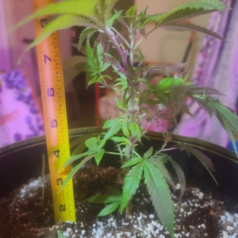 Patrice growlog timeline photo