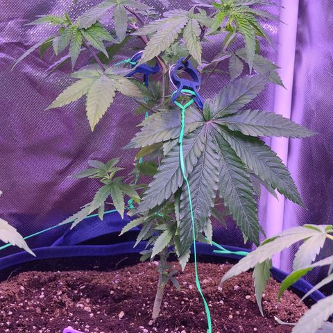 Patrice growlog timeline photo