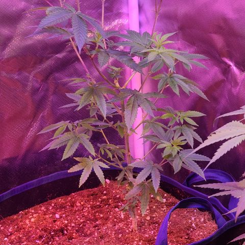 Patrice growlog timeline photo