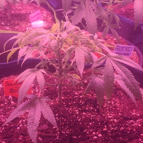 Zoey growlog timeline photo