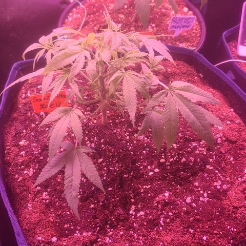 Zoey growlog timeline photo