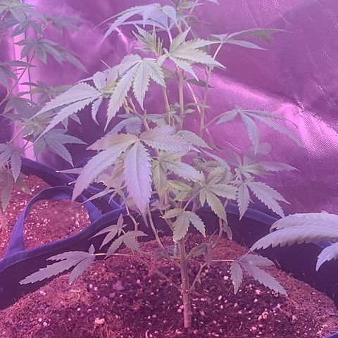 Ashoka Tano ( Snips) growlog timeline photo