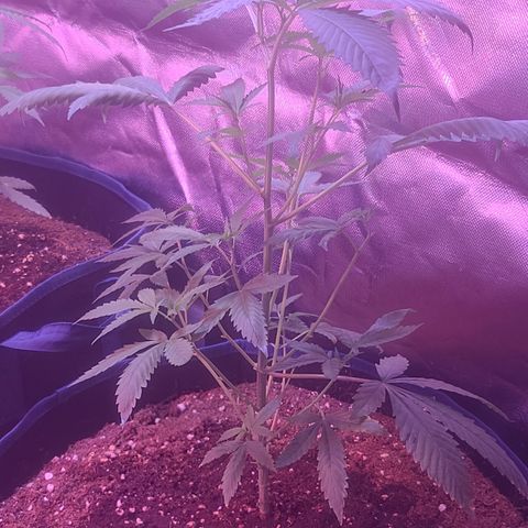 Ethereal T growlog timeline photo